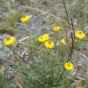 Xerochrysum viscosum at Isaacs, ACT - 13 Jan 2018