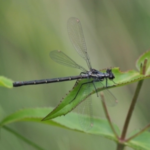 Austroargiolestes calcaris at Paddys River, ACT - 11 Jan 2018