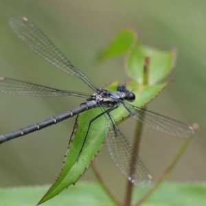 Austroargiolestes calcaris at Paddys River, ACT - 11 Jan 2018