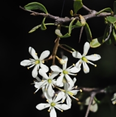 Bursaria spinosa (Native Blackthorn, Sweet Bursaria) at Gibraltar Pines - 11 Jan 2018 by KenT