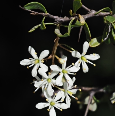 Bursaria spinosa (Native Blackthorn, Sweet Bursaria) at Gibraltar Pines - 11 Jan 2018 by KenT