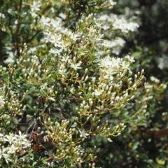 Bursaria spinosa at Paddys River, ACT - 11 Jan 2018