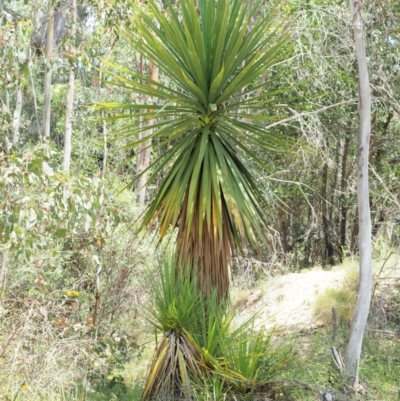 Cordyline sp. (Cordyline) at Gibraltar Pines - 11 Jan 2018 by KenT