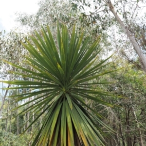 Cordyline sp. at Paddys River, ACT - 11 Jan 2018
