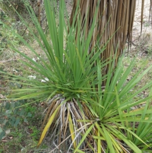 Cordyline sp. at Paddys River, ACT - 11 Jan 2018