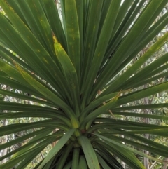 Cordyline sp. at Paddys River, ACT - 11 Jan 2018