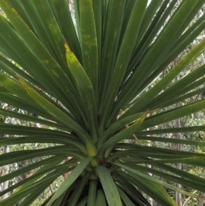 Cordyline sp. at Paddys River, ACT - 11 Jan 2018