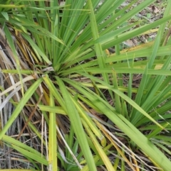 Cordyline sp. at Paddys River, ACT - 11 Jan 2018