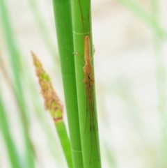 Tetragnatha sp. (genus) (Long-jawed spider) at Paddys River, ACT - 11 Jan 2018 by KenT