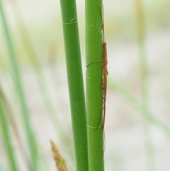 Tetragnatha sp. (genus) at Paddys River, ACT - 11 Jan 2018