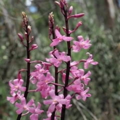 Dipodium roseum (Rosy Hyacinth Orchid) at Cotter River, ACT - 11 Jan 2018 by KenT
