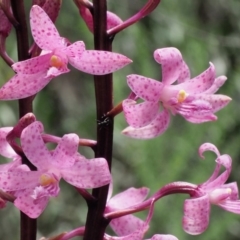 Dipodium roseum at Cotter River, ACT - 11 Jan 2018