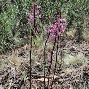 Dipodium roseum at Cotter River, ACT - 11 Jan 2018