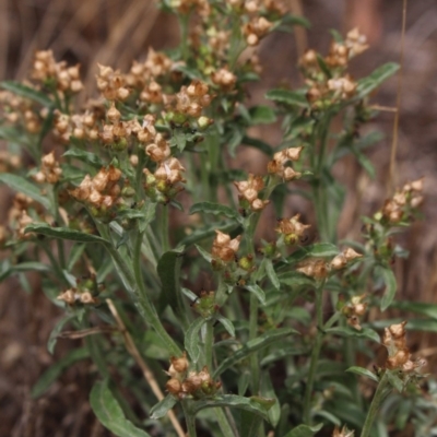 Gamochaeta sp. (Cudweed) at Gundaroo, NSW - 9 Jan 2018 by MaartjeSevenster