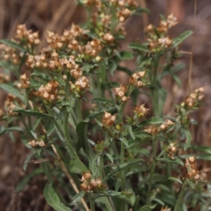 Gamochaeta coarctata at Gundaroo, NSW - 9 Jan 2018