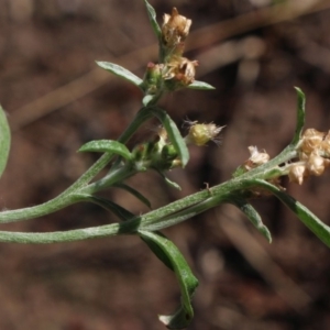 Gamochaeta sp. at MTR591 at Gundaroo - 9 Jan 2018