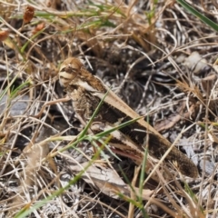 Gastrimargus musicus (Yellow-winged Locust or Grasshopper) at Paddys River, ACT - 11 Jan 2018 by KenT