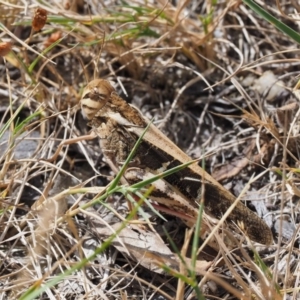 Gastrimargus musicus at Paddys River, ACT - 11 Jan 2018 10:29 AM