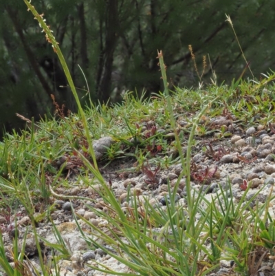 Hemarthria uncinata (Matgrass) at Gibraltar Pines - 10 Jan 2018 by KenT