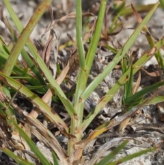 Hemarthria uncinata at Paddys River, ACT - 11 Jan 2018 08:49 AM