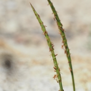 Hemarthria uncinata at Paddys River, ACT - 11 Jan 2018