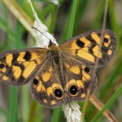 Heteronympha cordace (Bright-eyed Brown) at Paddys River, ACT - 11 Jan 2018 by KenT