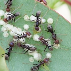 Iridomyrmex purpureus (Meat Ant) at Paddys River, ACT - 11 Jan 2018 by KenT