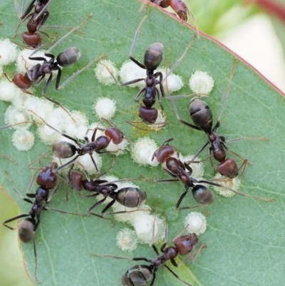 Iridomyrmex purpureus (Meat Ant) at Gibraltar Pines - 11 Jan 2018 by KenT