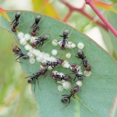 Iridomyrmex purpureus at Paddys River, ACT - 11 Jan 2018