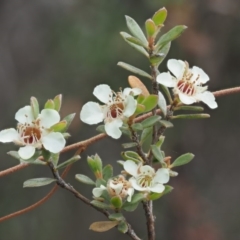 Leptospermum myrtifolium (Myrtle Teatree) at Tidbinbilla Nature Reserve - 10 Jan 2018 by KenT