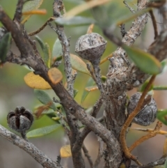 Leptospermum myrtifolium at Paddys River, ACT - 11 Jan 2018