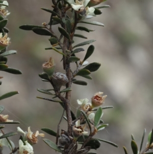 Leptospermum myrtifolium at Paddys River, ACT - 11 Jan 2018 07:18 AM