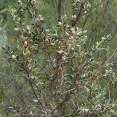 Leptospermum myrtifolium at Paddys River, ACT - 11 Jan 2018 07:18 AM