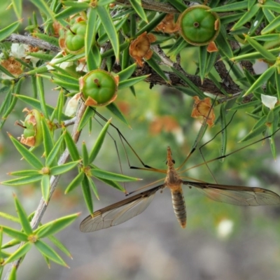 Leptotarsus (Leptotarsus) sp.(genus) (A Crane Fly) at Paddys River, ACT - 11 Jan 2018 by KenT