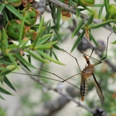 Leptotarsus (Leptotarsus) sp.(genus) at Paddys River, ACT - 11 Jan 2018