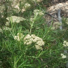 Cassinia longifolia (Shiny Cassinia, Cauliflower Bush) at Isaacs Ridge and Nearby - 13 Jan 2018 by Mike