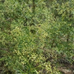 Cassinia quinquefaria (Rosemary Cassinia) at Isaacs Ridge and Nearby - 13 Jan 2018 by Mike