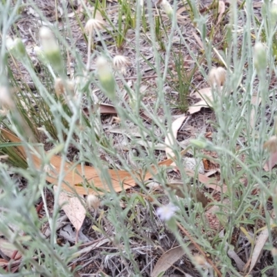 Vittadinia gracilis (New Holland Daisy) at Isaacs Ridge and Nearby - 13 Jan 2018 by Mike