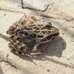 Limnodynastes tasmaniensis (Spotted Grass Frog) at Paddys River, ACT - 11 Jan 2018 by KenT