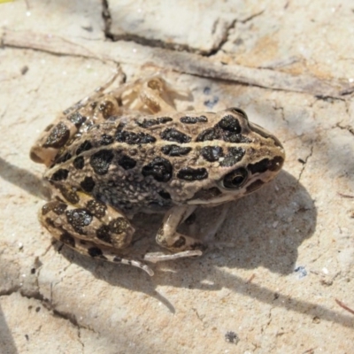 Limnodynastes tasmaniensis (Spotted Grass Frog) at Paddys River, ACT - 10 Jan 2018 by KenT