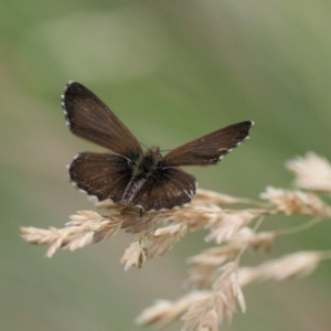 Neolucia hobartensis at Paddys River, ACT - 11 Jan 2018