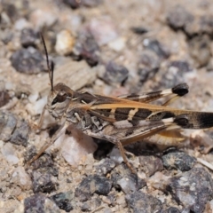 Oedaleus australis (Australian Oedaleus) at Paddys River, ACT - 11 Jan 2018 by KenT