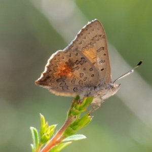 Paralucia aurifera at Paddys River, ACT - 11 Jan 2018