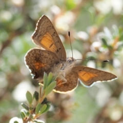 Paralucia aurifera at Paddys River, ACT - 11 Jan 2018