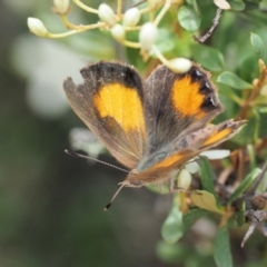 Paralucia aurifera at Paddys River, ACT - 11 Jan 2018 10:17 AM