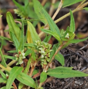 Persicaria prostrata at Paddys River, ACT - 11 Jan 2018