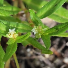 Persicaria prostrata at Paddys River, ACT - 11 Jan 2018 09:37 AM