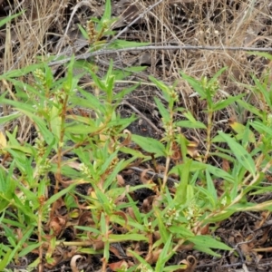 Persicaria prostrata at Paddys River, ACT - 11 Jan 2018