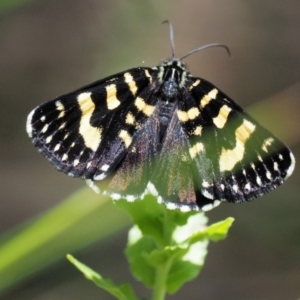 Phalaenoides tristifica at Paddys River, ACT - 11 Jan 2018