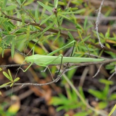 Polichne sp. (genus) (Small Grassland Katydid) at Paddys River, ACT - 10 Jan 2018 by KenT